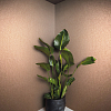 Marburg Eclectic/Эклектика 34949 — картинка №3